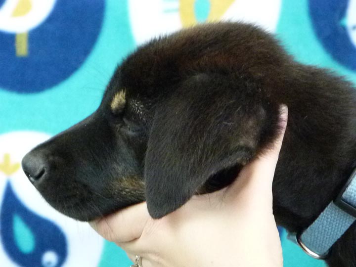 chinook puppy